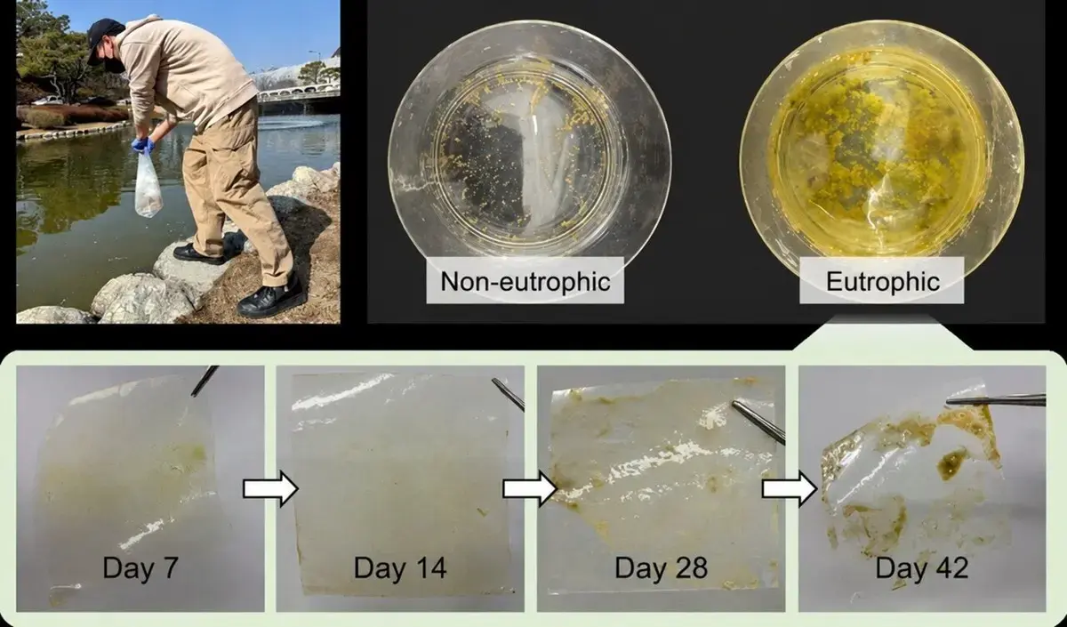 Algele, complice neașteptat: accelerează descompunerea plasticului și cresc riscul de microplastic