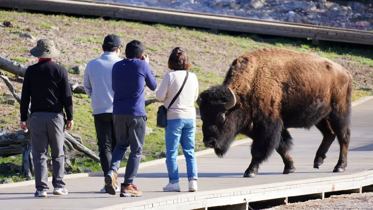 Coșmar în Yellowstone: Turist atacat de bizon