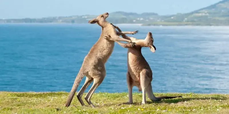 Gigantii rețelelor sociale sub lupa Australiei pentru protecția minorilor