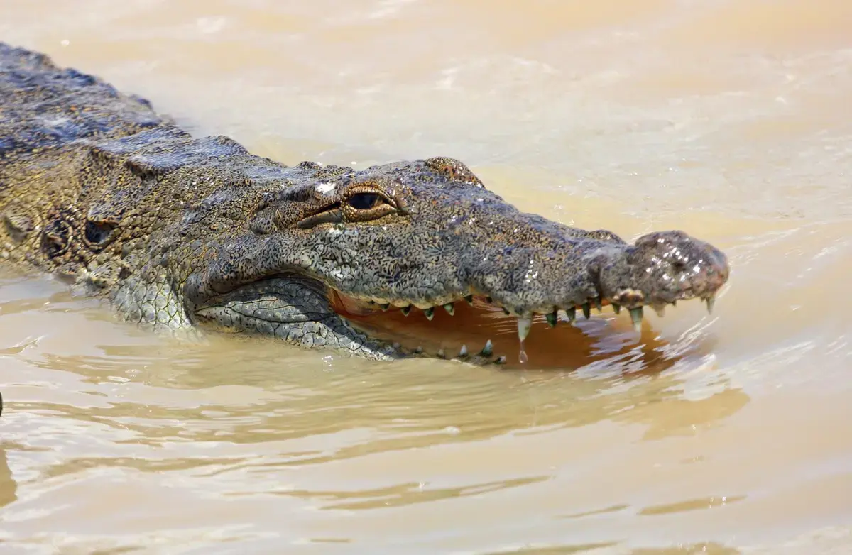 Israelul, crocodilii și dilema evadărilor din închisori