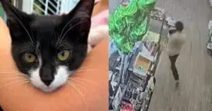 Magnolia, pisicuța-erou care a dejucat un jaf bancar
