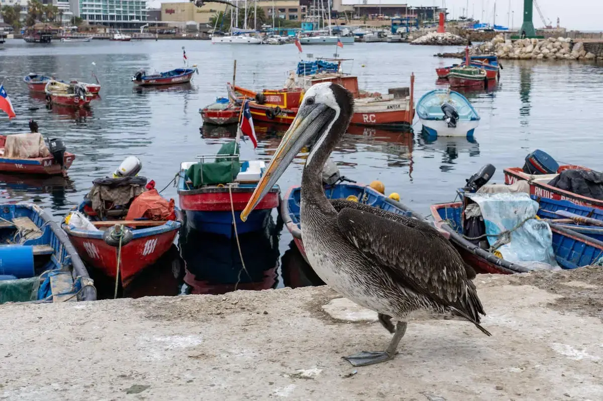 Pelicani flămânzi în Peru, un semnal de alarmă pentru economie