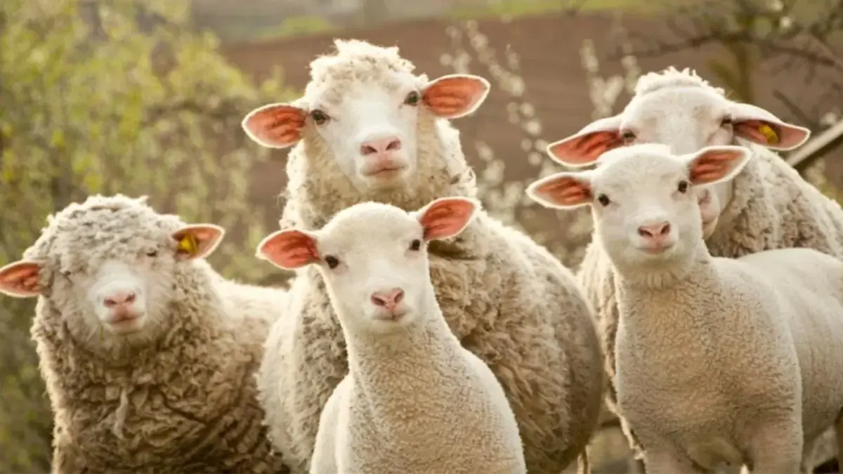 Președintele ANSVSA: România trebuie să își păstreze poziția de lider european la exportul de ovine