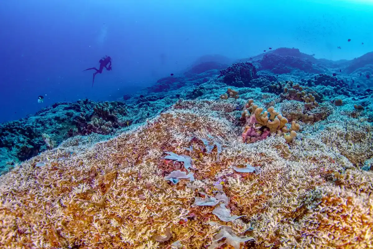 Recife de corali sănătoase descoperite în oceanele lumii