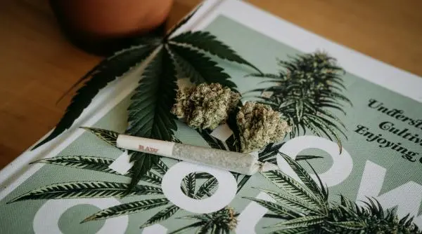 Cultură de canabis cu plante de patru metri descoperită într-o pădure din Dâmbovița