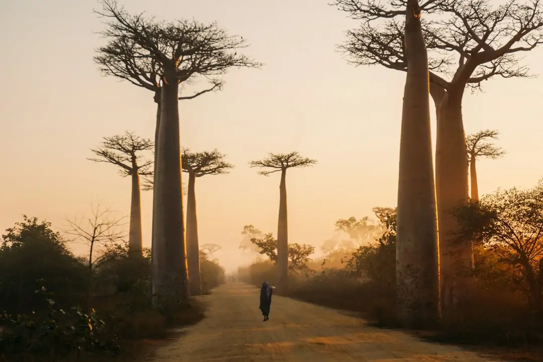 Pepenele de iarnă din Africa, cultivată la Buzău, rezistă la îngheț și este sănătos
