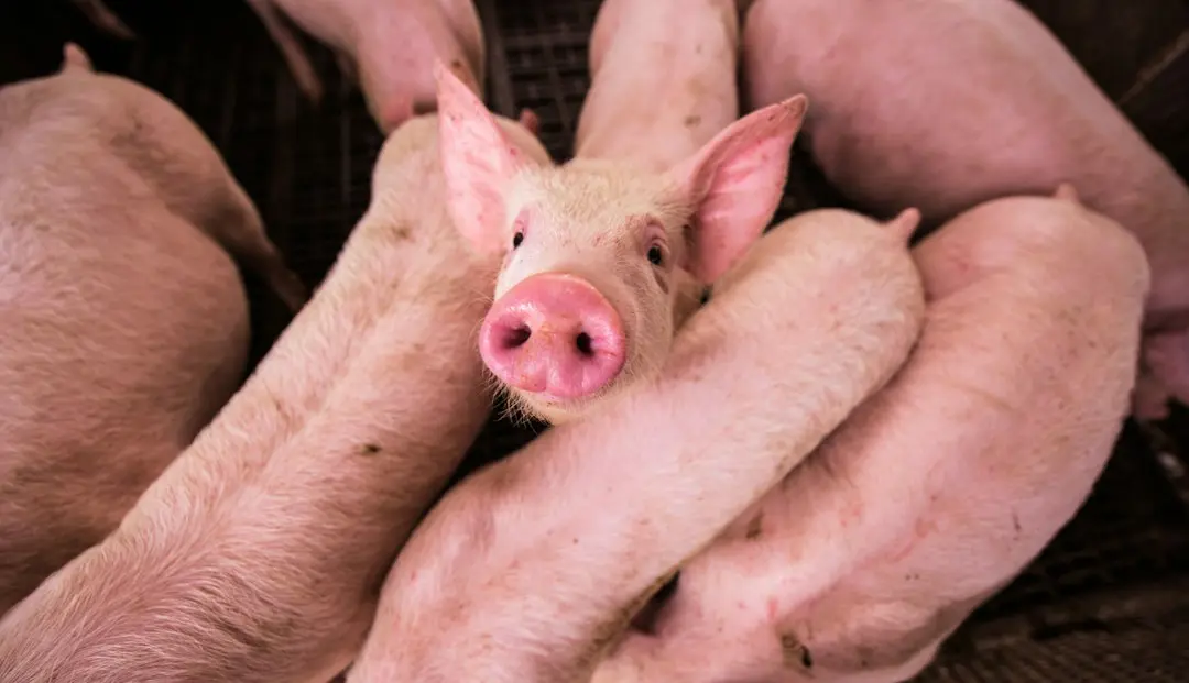 Focar de pestă porcină africană la o fermă din Buzău: 6.000 de porci vor fi eutanași