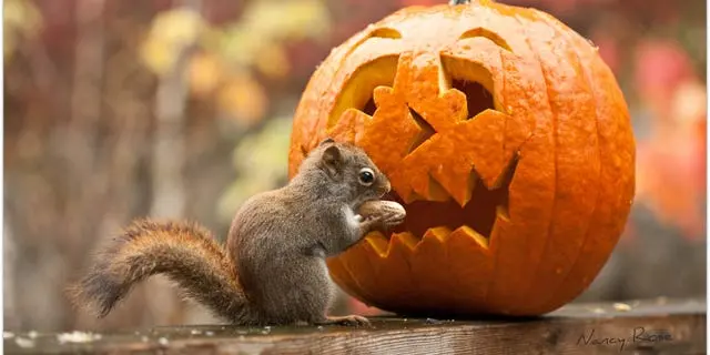 8 moduri ingenioase de a valorifica dovleacul după Halloween