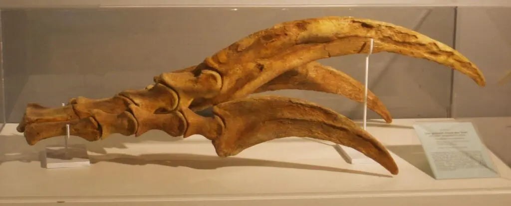 Animalul cu cele mai lungi gheară din istorie. „Probabil unul dintre cele mai bizare experimente” ale evoluției