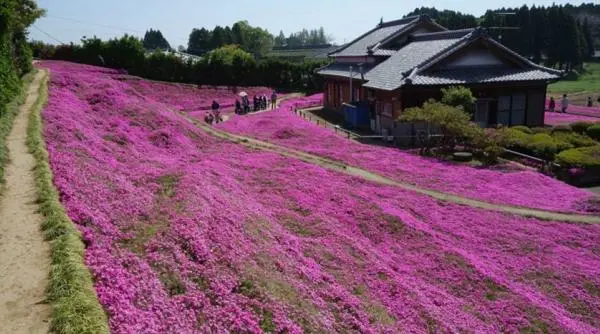Un japonez a plantat o grădină imensă de flori pentru soția sa care și-a pierdut vederea