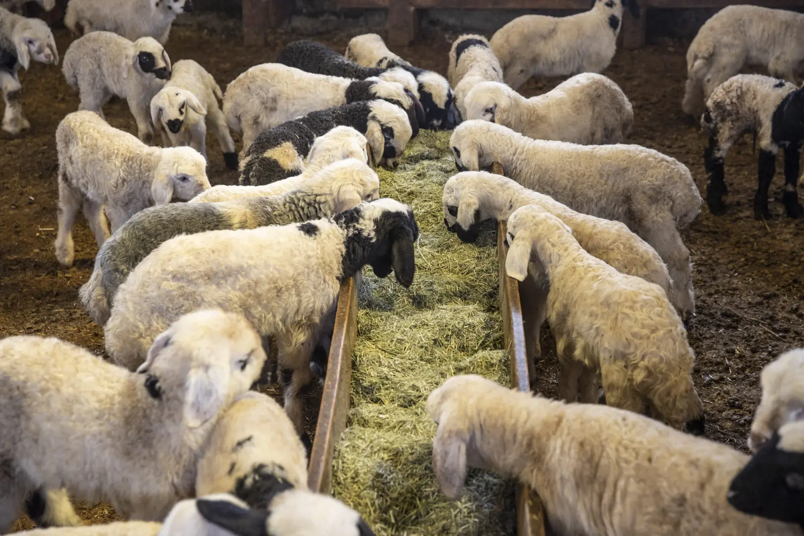 Campania de vaccinare pentru oi și capre începe duminică în Constanța și Tulcea